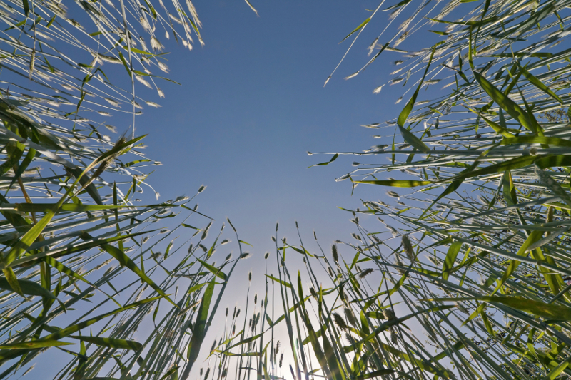 ABOUT-ECOFI-Who-we-are-circle-of-grain-stalks