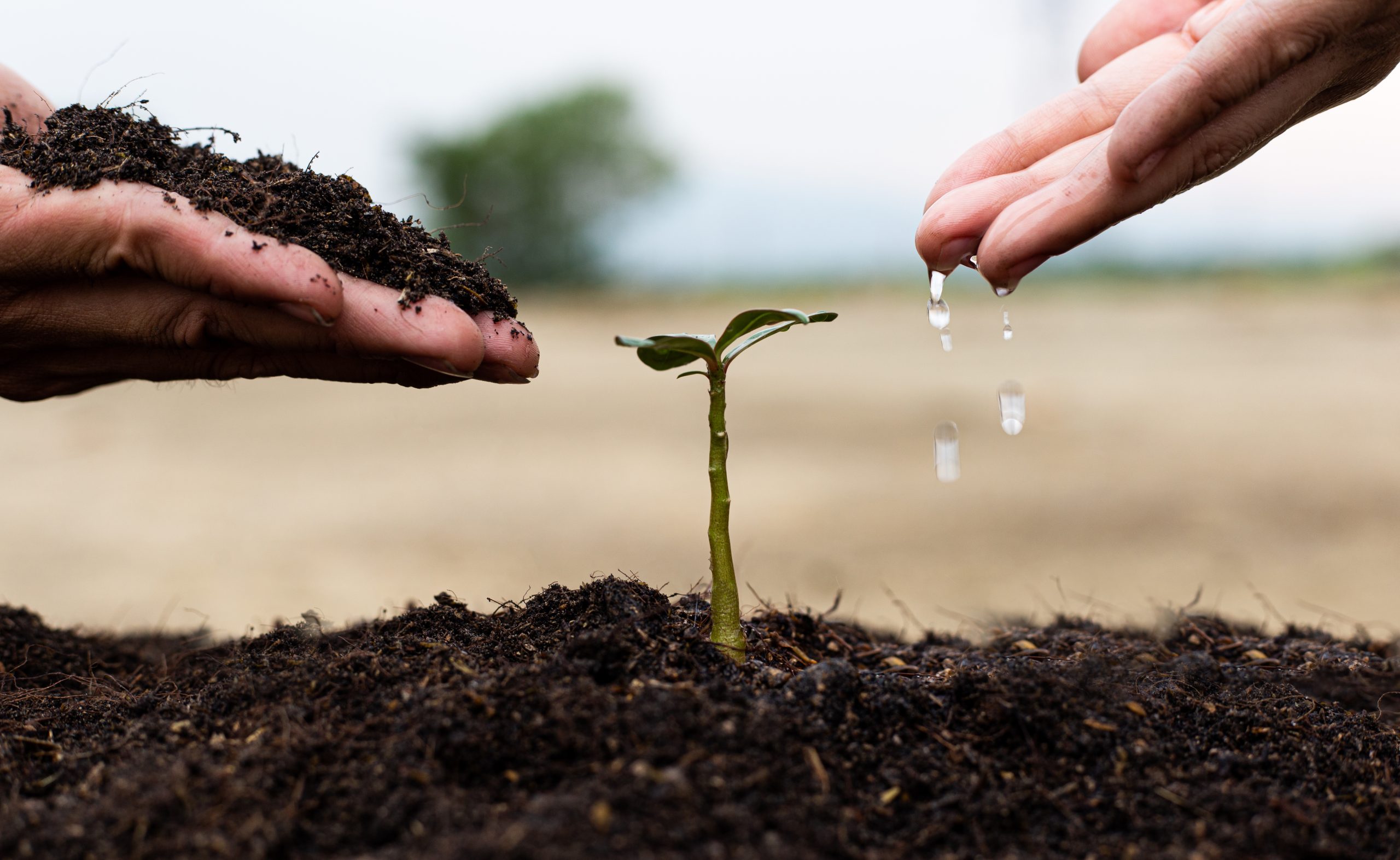Men and women are planting trees and watering plants in fertile